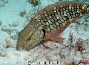 Digging in the Sand- by Lisa Hinderlider 